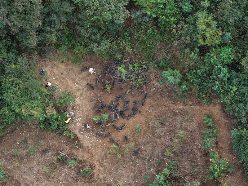 圖為養殖戶在林間投喂藏香豬