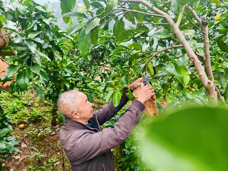 圖為：采摘柚子