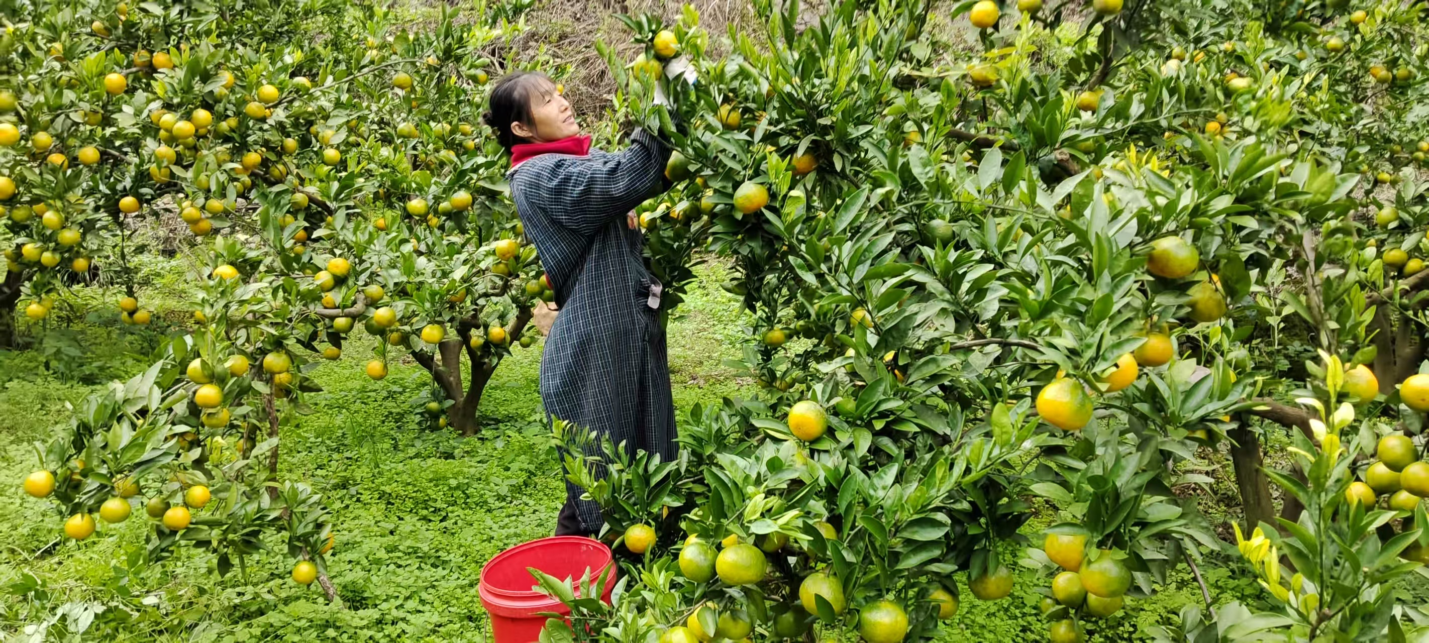 圖為：果農采摘