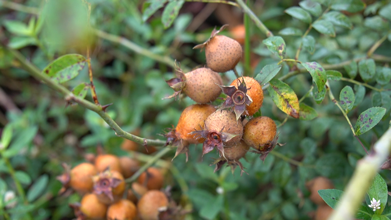 安順經開區金刺梨進入采收季。