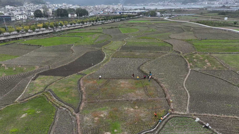 油菜移栽現場。