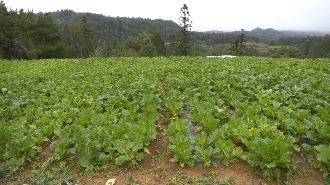 圖為：蔬菜基地