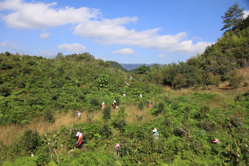 當地群眾在采摘油茶。