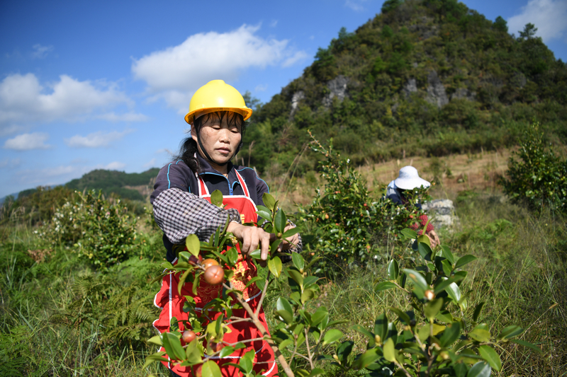 當地務工群眾正在采摘油茶。