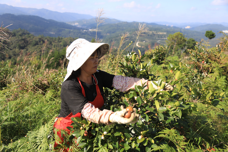 務工群眾正在采摘油茶。