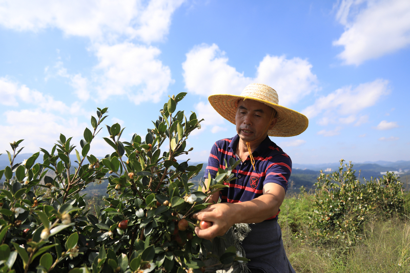務工群眾正在采摘油茶。