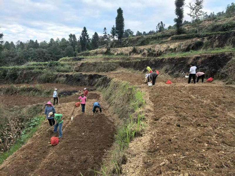 村民分工協作，一派繁忙景象。