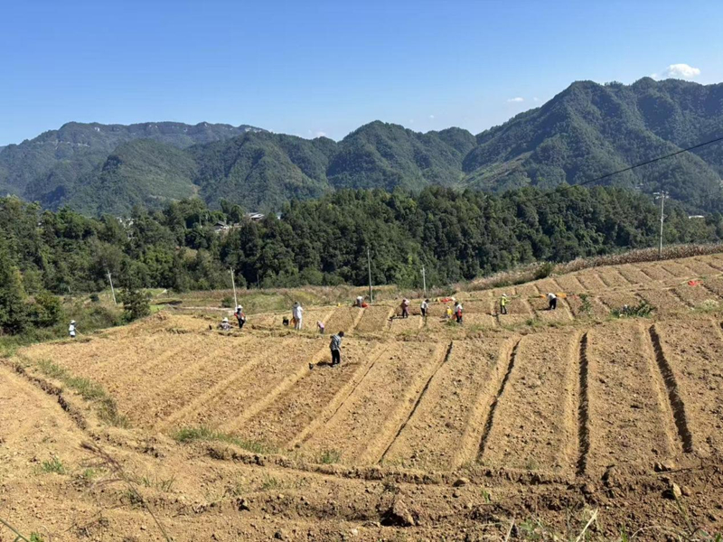 村民分工協作，一派繁忙景象。