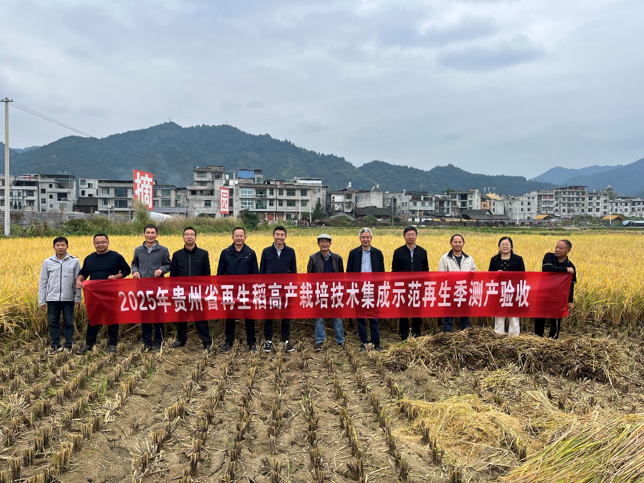 專家組對再生稻再生季進行測產驗收。貴州大學供圖
