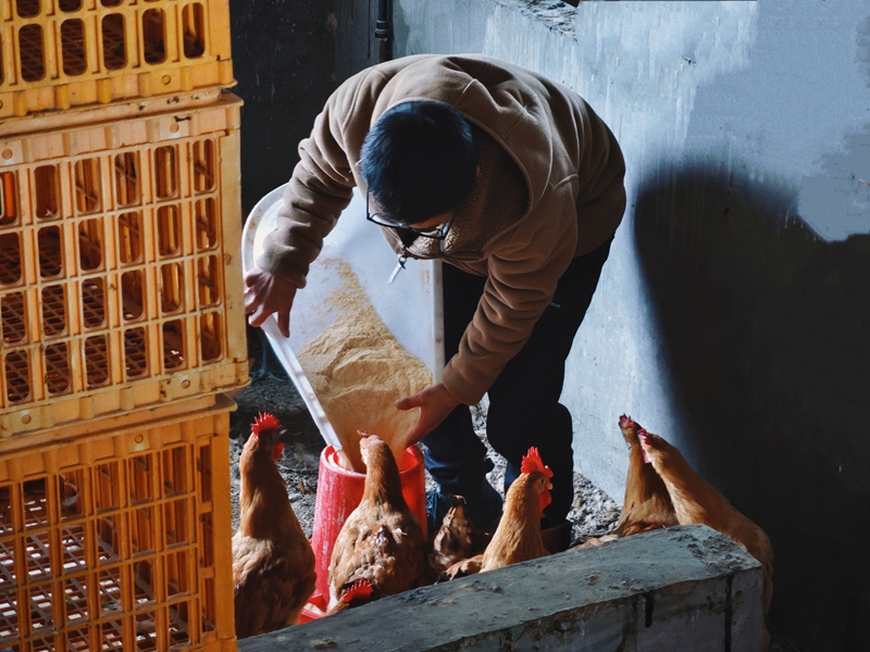 楊雙勤養的規?；嘤摐仉u（王琨榮攝