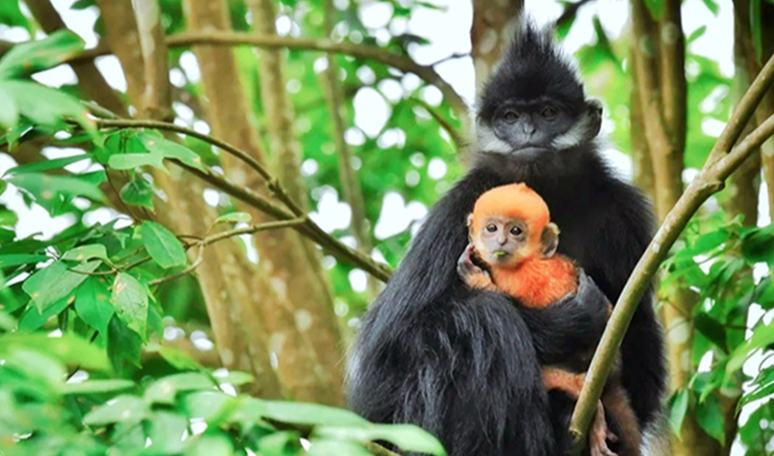 貴州麻陽河：黑葉猴“添丁” 全球最大棲息地種群創新高