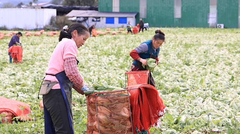 獨山縣高坪村千畝芥菜迎豐收。