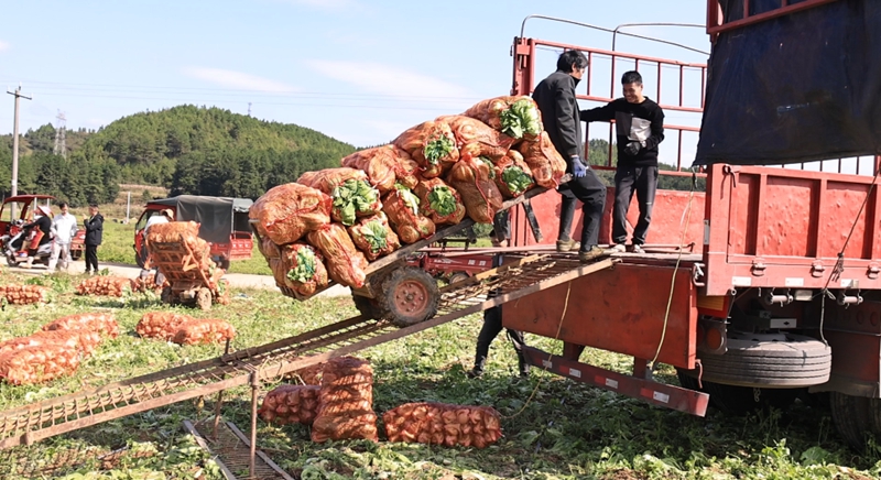 獨山縣高坪村千畝芥菜迎豐收。