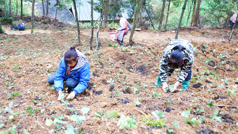 江口淫羊藿移栽增添鄉村振興“新活力”。