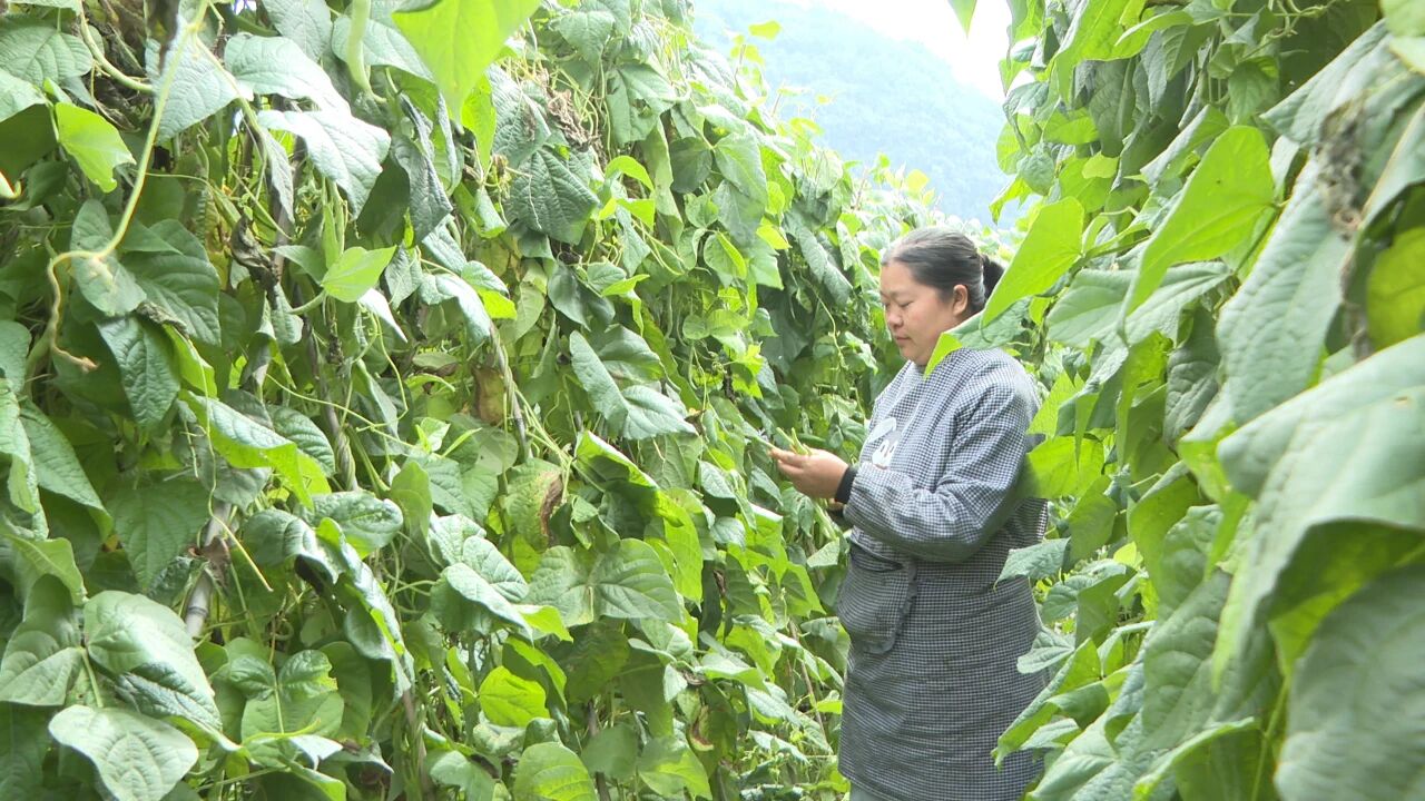 采收豆角。