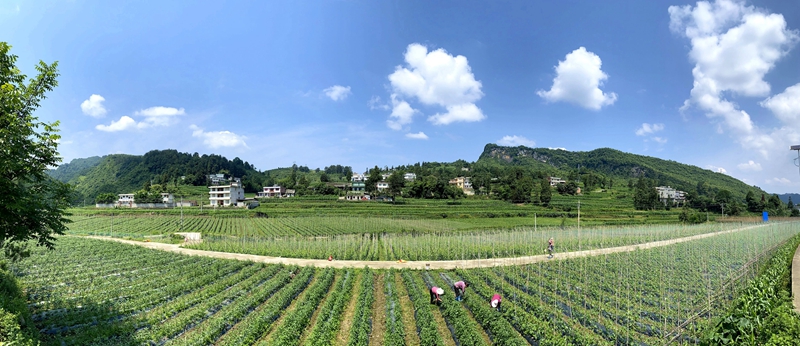 5、“校園餐”蔬菜直供基地之一——溫水鎮婁底村下營蔬菜基地。刁苓沙 攝.jpg