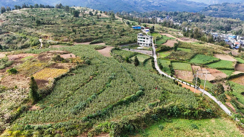 印江良種+良技縮短生長周期 二季鮮食玉米試種成功。