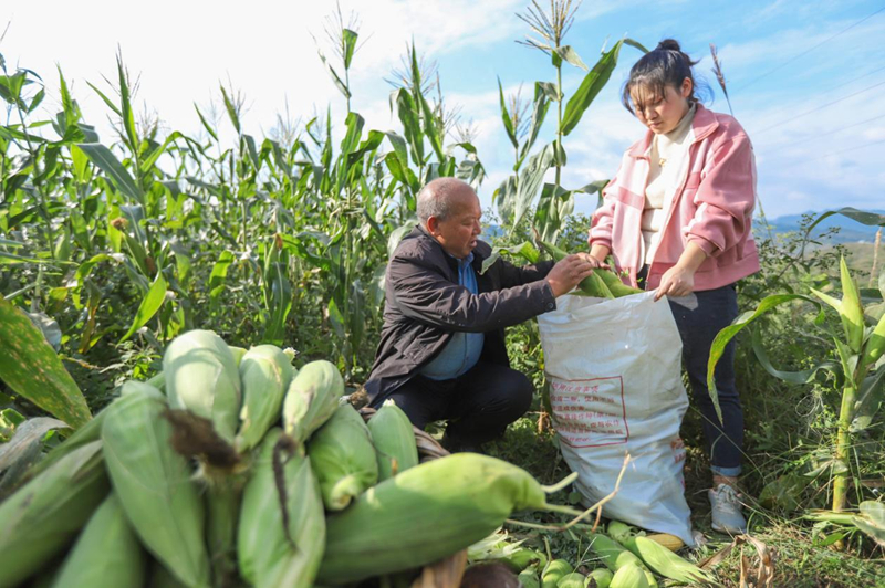 印江良種+良技縮短生長周期 二季鮮食玉米試種成功。