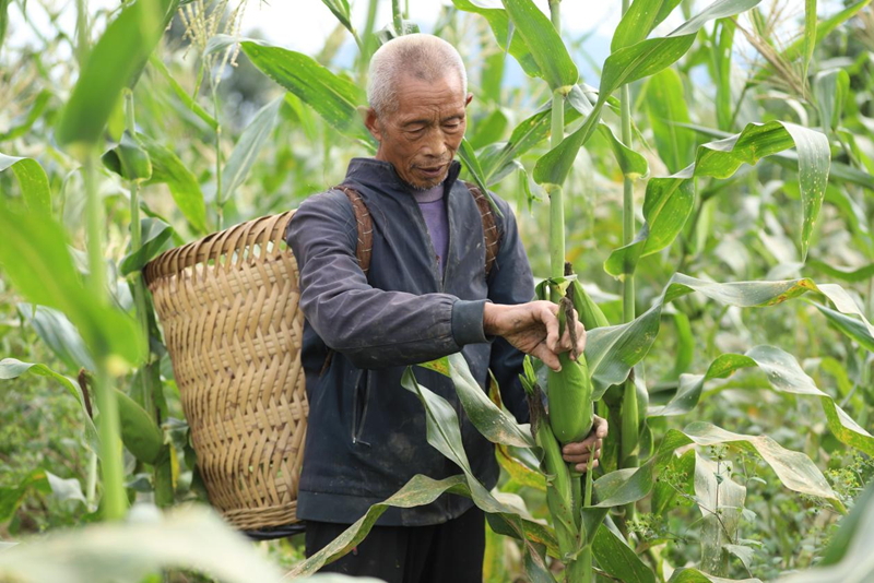 印江良種+良技縮短生長周期 二季鮮食玉米試種成功。