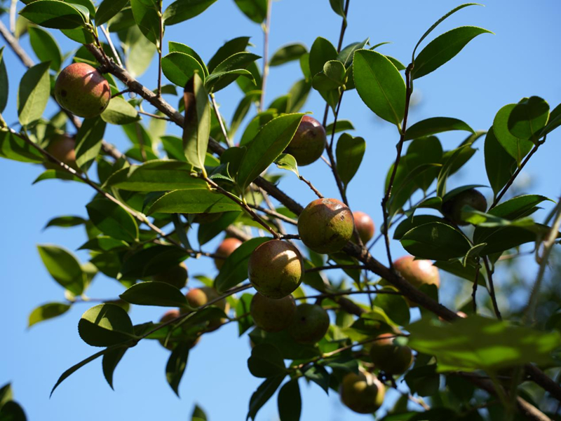 油茶滿枝椏 豐收富農家。