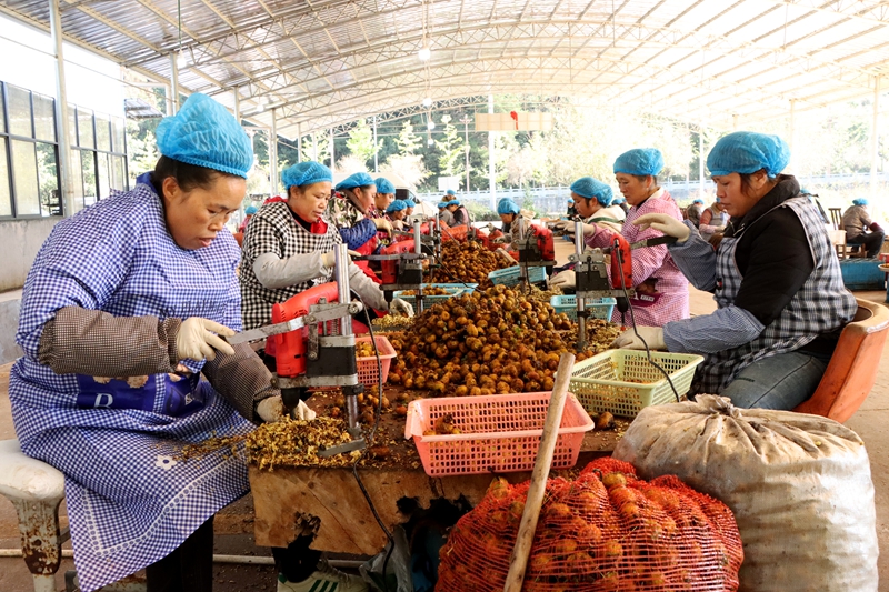 當刺梨遇上紅茶 貴州獨山解鎖特色產業多元新圖景。