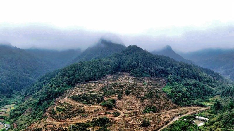 松桃世昌街道:3800畝特色產業鋪就鄉村振興致富路。