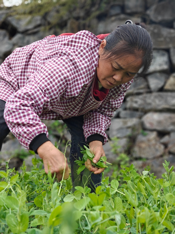 2、村民們忙著采摘豌豆尖。
