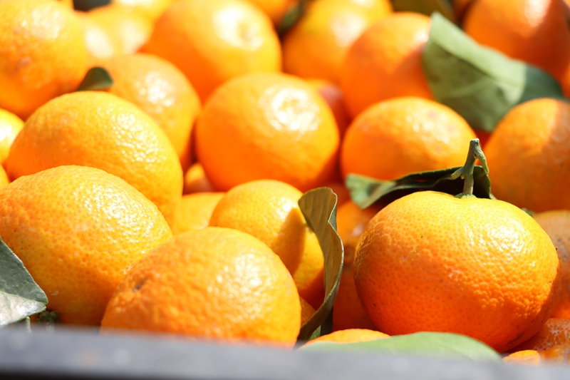 獨山縣壩望村：金秋砂糖橘搶“鮮”上市 “金果果”鋪就甜蜜致富路。