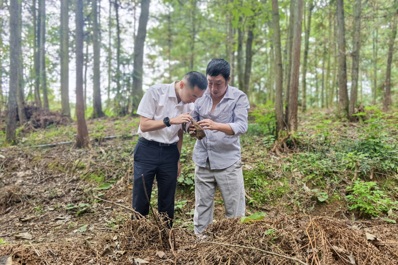 林下天麻種植。