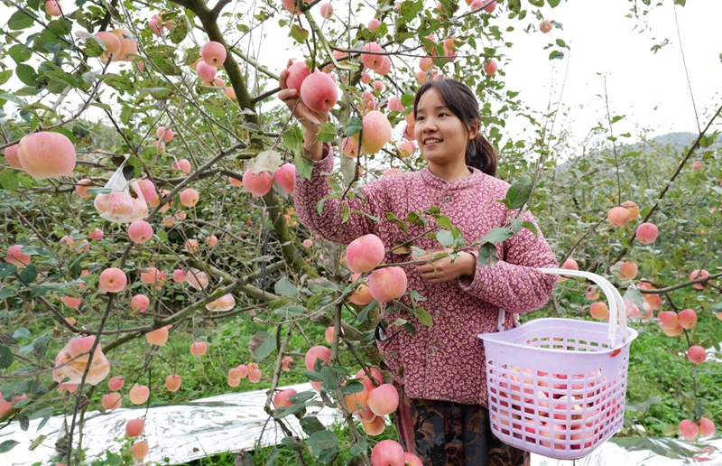 采摘蘋果。