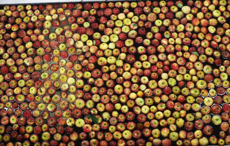 2025年11月4日，自動化設備生產線上正在清洗、測色、分級蘋果。