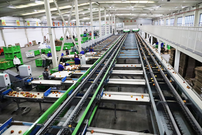 2025年11月4日，工人正在自動化設備生產線上操控設備分級蘋果。