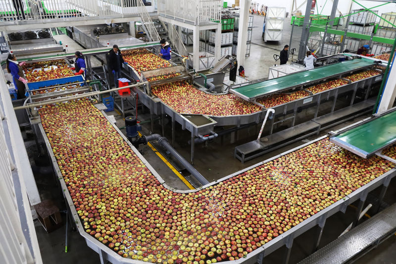 2025年11月4日，工人正在自動化設備生產線上操控設備清洗、測色、分級蘋果。