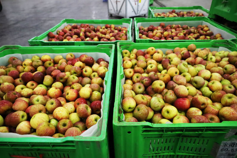 2025年11月4日，自動化設備生產線上剛清洗、測色、分級、裝框的蘋果。