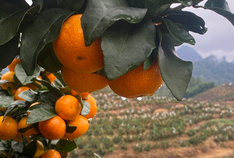 獨山縣三興村：柑橘豐收甜了市場 富了鄉親。