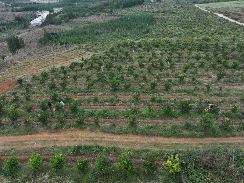 “一地雙收”結碩果 助農增收添活力。