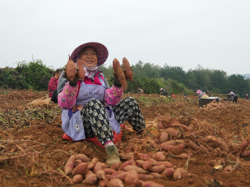 “一地雙收”結碩果 助農增收添活力。