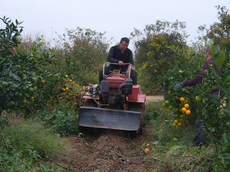 “一地雙收”結碩果 助農增收添活力。