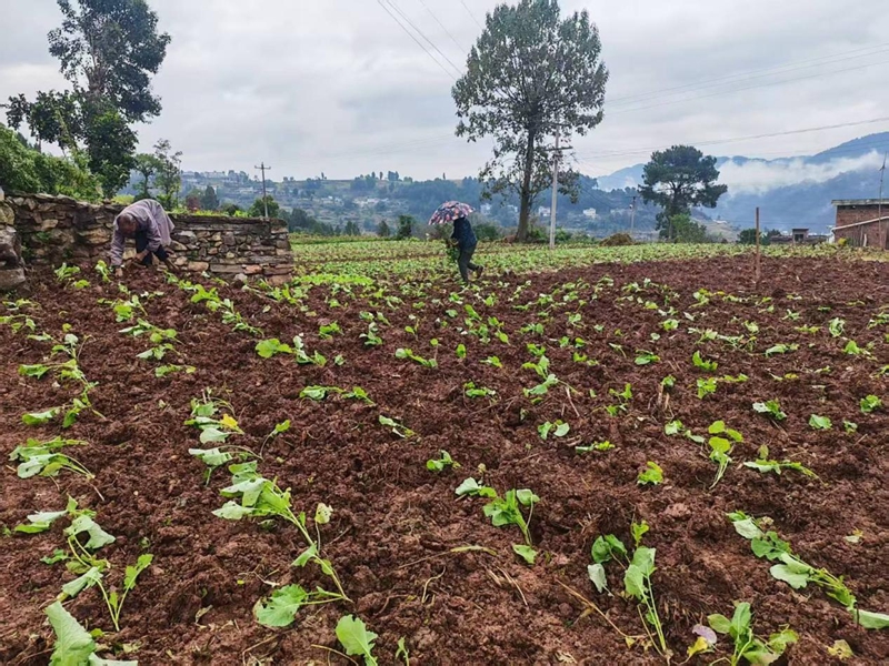 二里鎮油菜有序移栽。袁零 攝.jpg