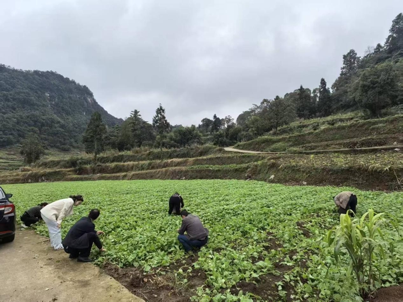二里鎮油菜育苗基地里，鎮村干部和群眾一起挑選優質油菜苗。袁零 攝.jpg