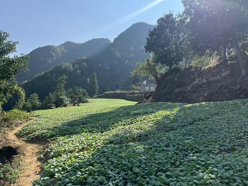 油菜育苗基地。袁零 攝.jpg