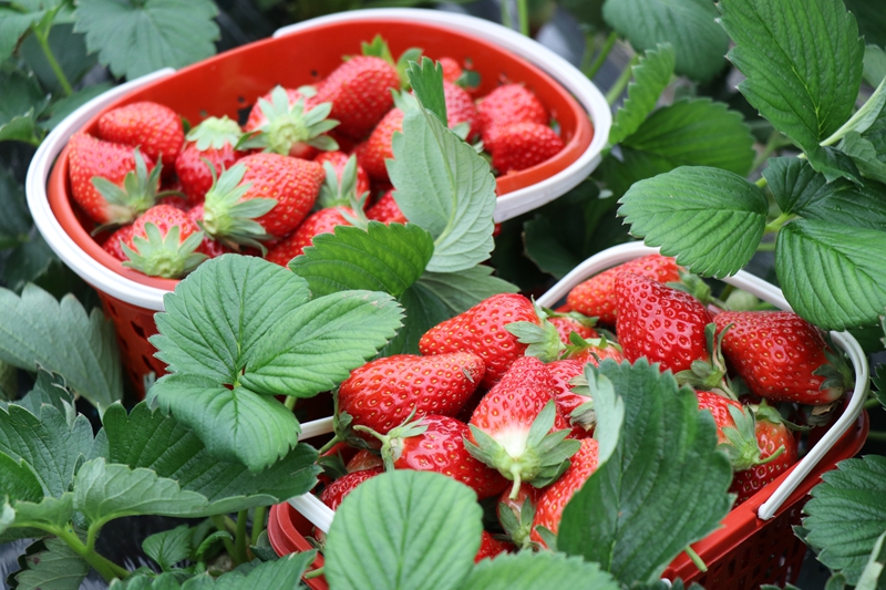 七星關區朱昌鎮雙堰塘致公果園的草莓種植基地草莓成熟上市。