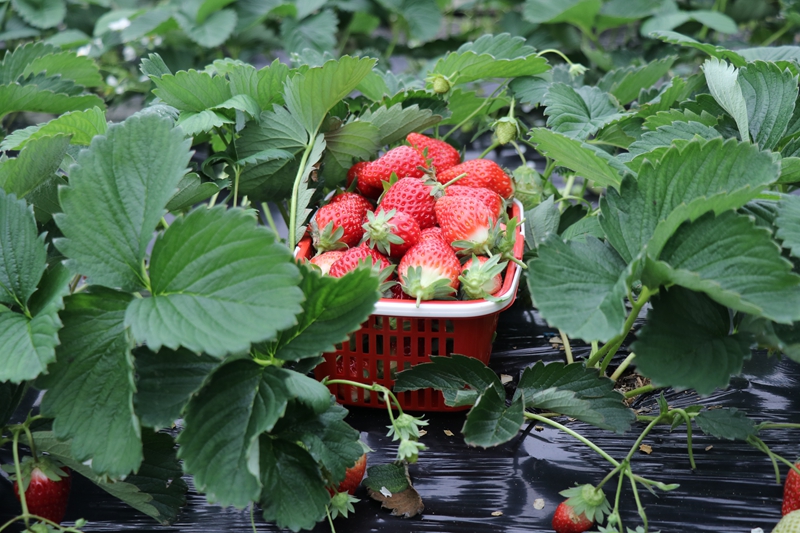 七星關區朱昌鎮雙堰塘致公果園的草莓種植基地草莓成熟上市。