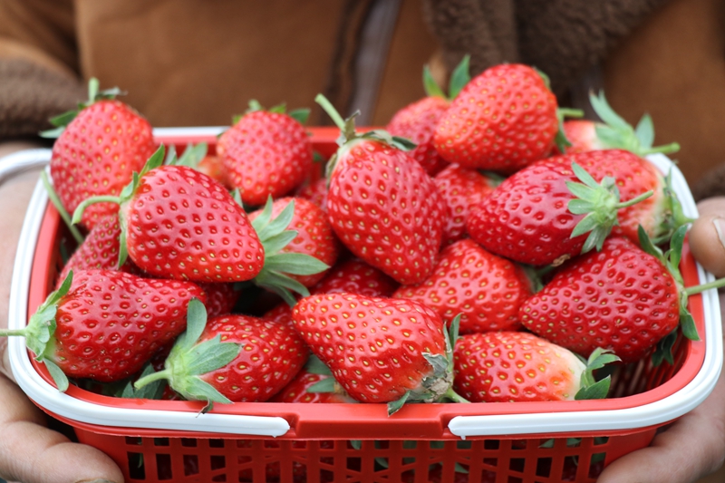 七星關區朱昌鎮雙堰塘致公果園的草莓種植基地草莓成熟上市。