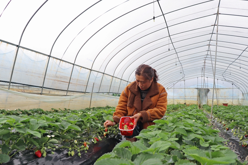 七星關區朱昌鎮雙堰塘致公果園的草莓種植基地草莓成熟上市 農戶正在采摘。