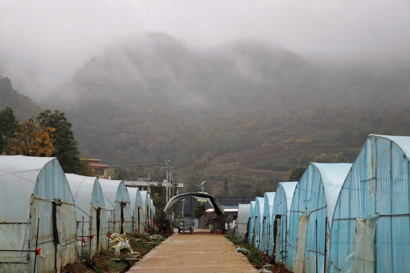 七星關區朱昌鎮雙堰塘致公果園的草莓種植基地。