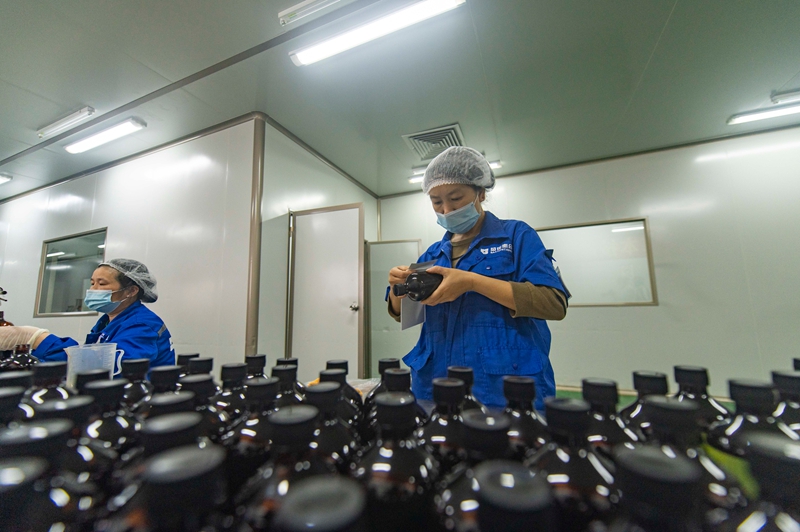 11月11日，在貴州省從江縣美娥工業園區的一家藥企，工人在生產車間趕制訂單。