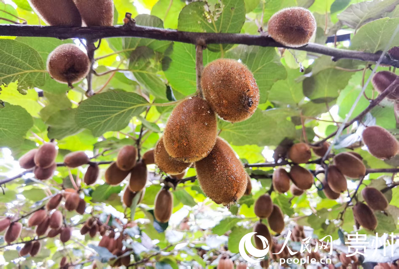 修文獼猴桃。人民網王秀芳攝