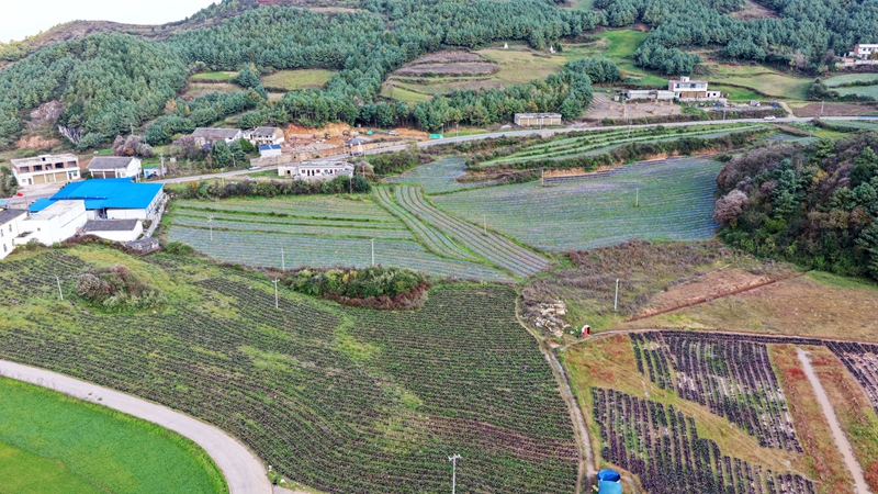 涼山社區貴州艷團俊梅農業有限公司蔬菜種植基地一角。