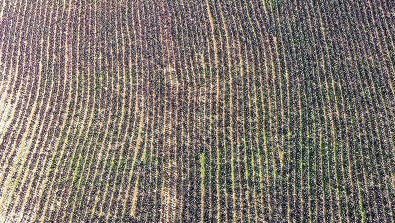 涼山社區貴州艷團俊梅農業有限公司蔬菜種植基地一角。